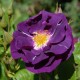 Trandafir floribunda  Rhapsody in Blue RR4